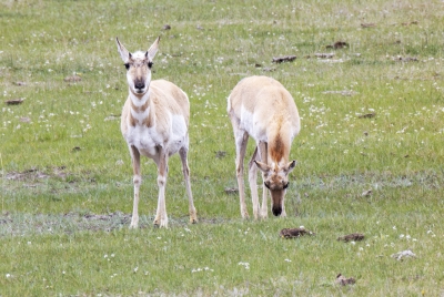 Pronghorn Antelopes YNP May 2025